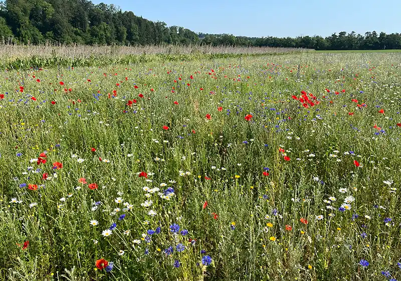 Maggesi fioriti e da rotazione