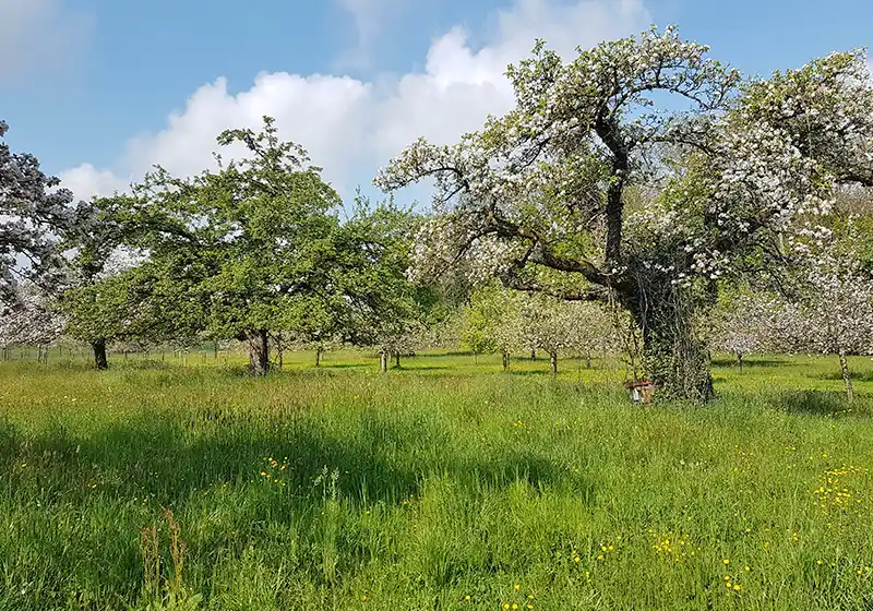 Alberi singoli indigeni adatti al luogo e vecchi alberi