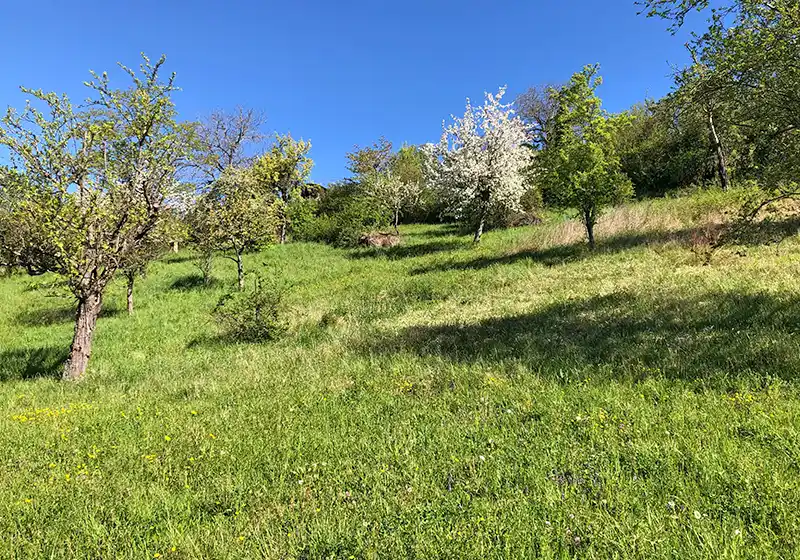 Alberi da frutto ad alto fusto