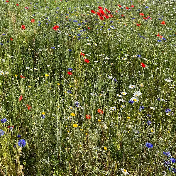 Maggesi fioriti e da rotazione