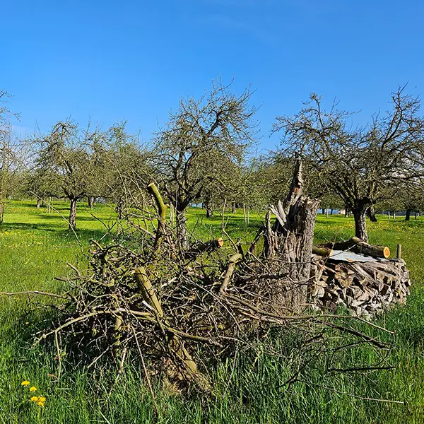 Piccole strutture singole (cespugli singoli, arbusti che fungono da posatoi)