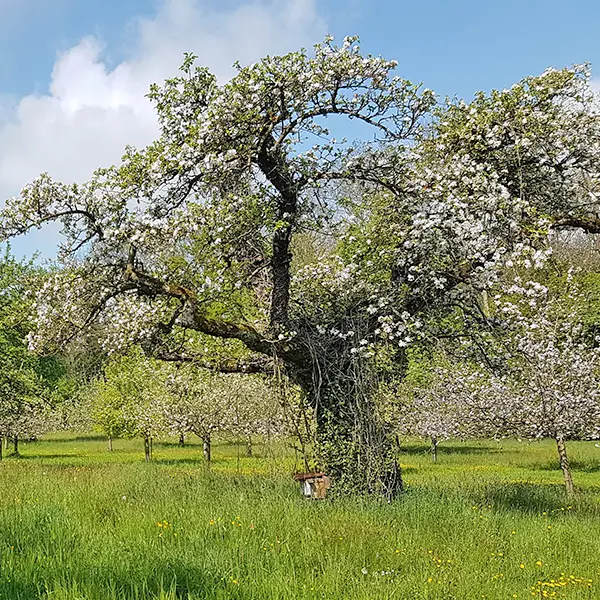 Alberi singoli indigeni adatti al luogo e vecchi alberi