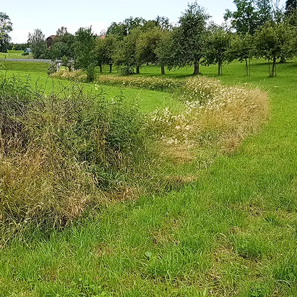 Ambienti umidi (bordi con piante erbacee alte)
