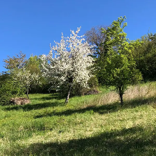 Alberi da frutto ad alto fusto