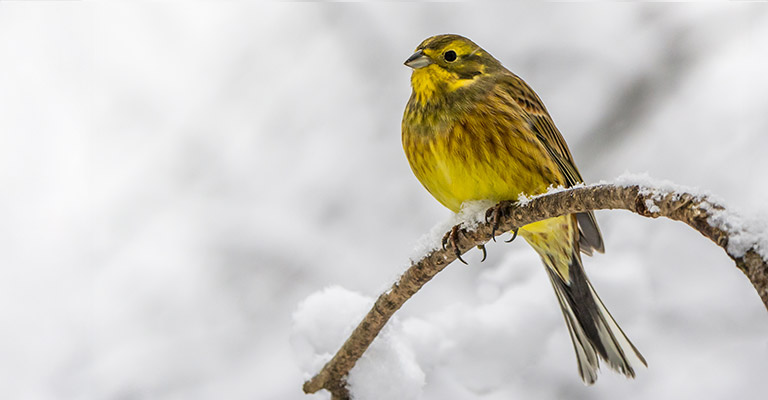 Zigolo giallo