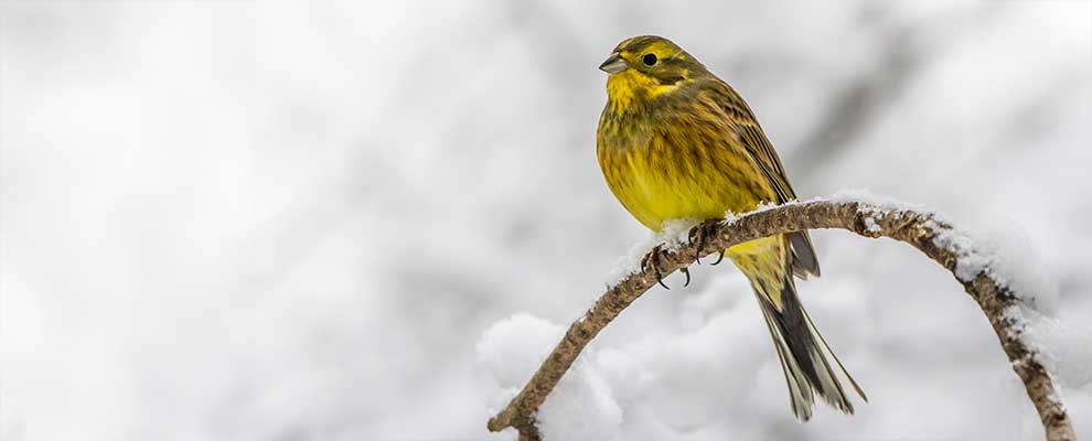 Zigolo giallo