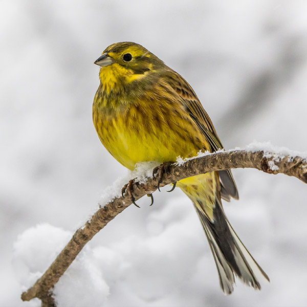 Zigolo giallo