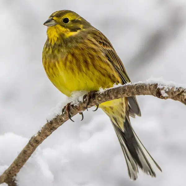 Zigolo giallo
