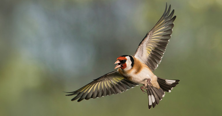 Cardellino