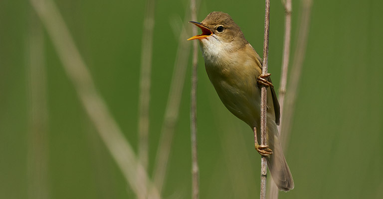 Cannaiola verdognola