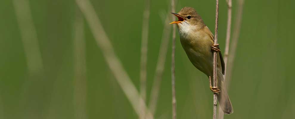 Cannaiola verdognola