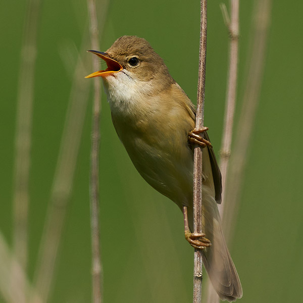 Cannaiola verdognola