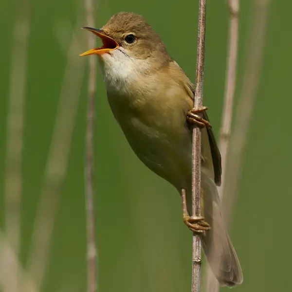 Cannaiola verdognola