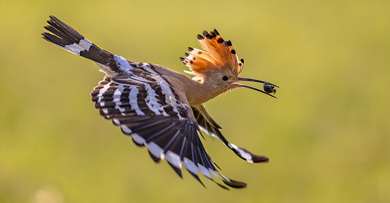 Upupa