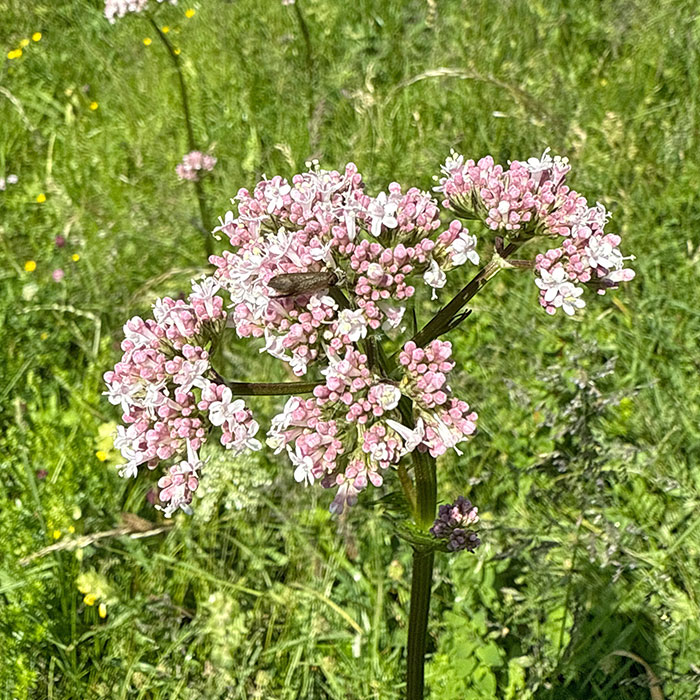 Piante degli ambienti umidi Piante degli ambienti umidi