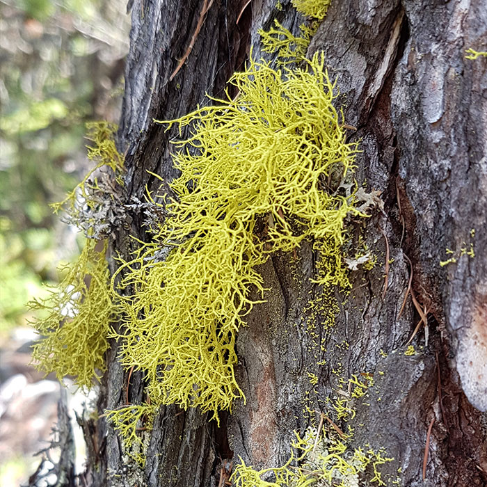 Licheni Licheni