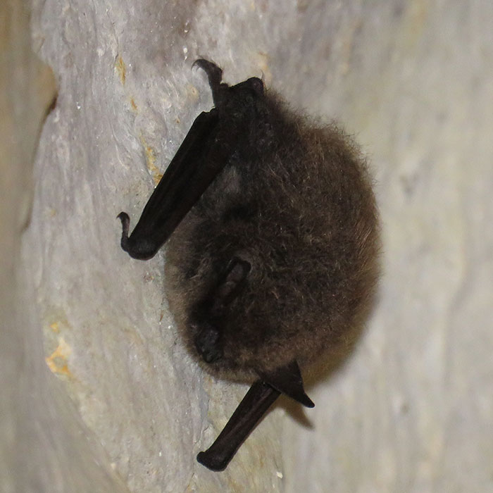 Pipistrelli Pipistrelli