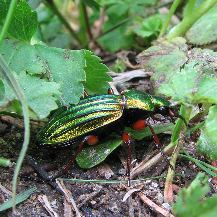 Coleotteri carabidi