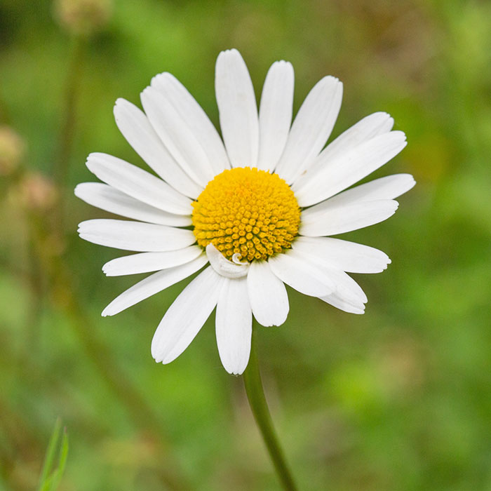 Piante da fiore