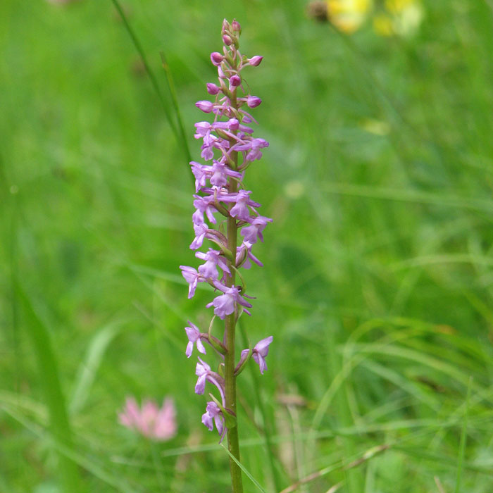 Orchidee Orchidee
