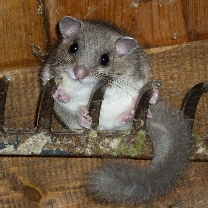 Ghiri Ghiri